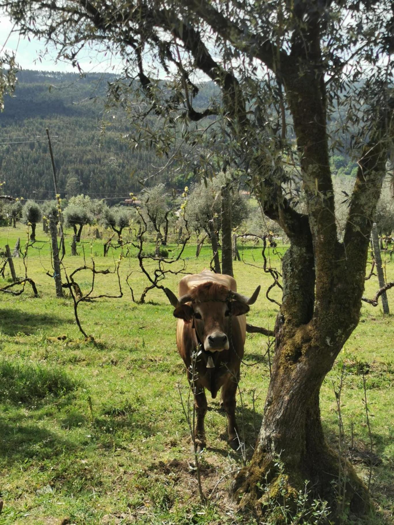 Vila Campo Villa Alcofra Esterno foto